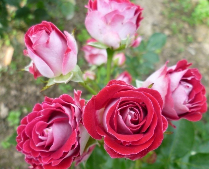 Роза Шоне Коблеринц со знаком АДР. Хотя выговорить ее название очень сложно, это одна из моих самых любимых роз: цветет готовыми букетами до поздней осени и ни одно фото не передает ее красоты!