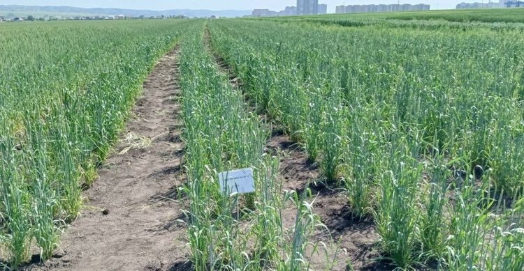    Фото: ФИЦ Красноярский научный центр СО РАН