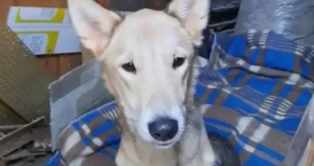 Помогите найти дом для собаки, пришедшей к пожилой паре на дачу