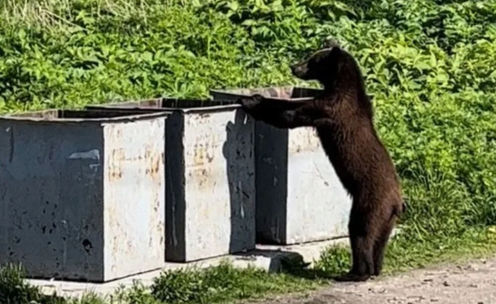Медведь у мусорных баков на заставе. Фото для иллюстрации