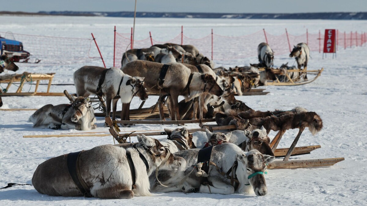    Фото: Андрей Ткачёв / «Ямал-Медиа»