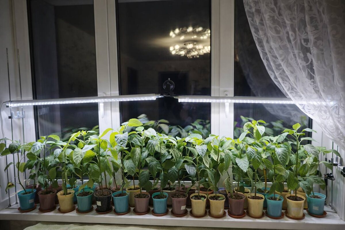 фото из учебного чата Дачной академии