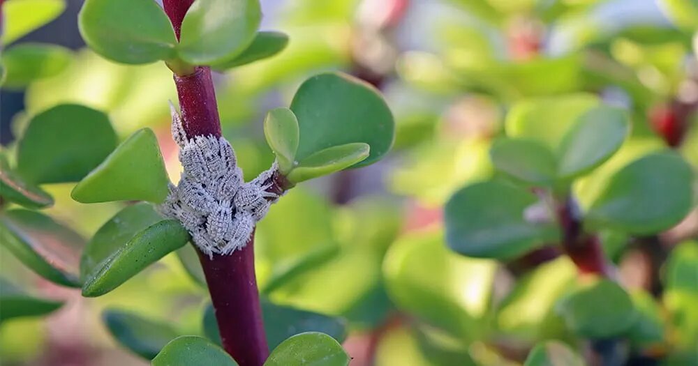 5 самых опасных вредителей комнатных растений: кто съедает мои цветы