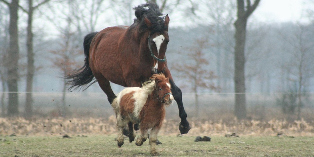 Откуда к нам прискакала домашняя лошадь?