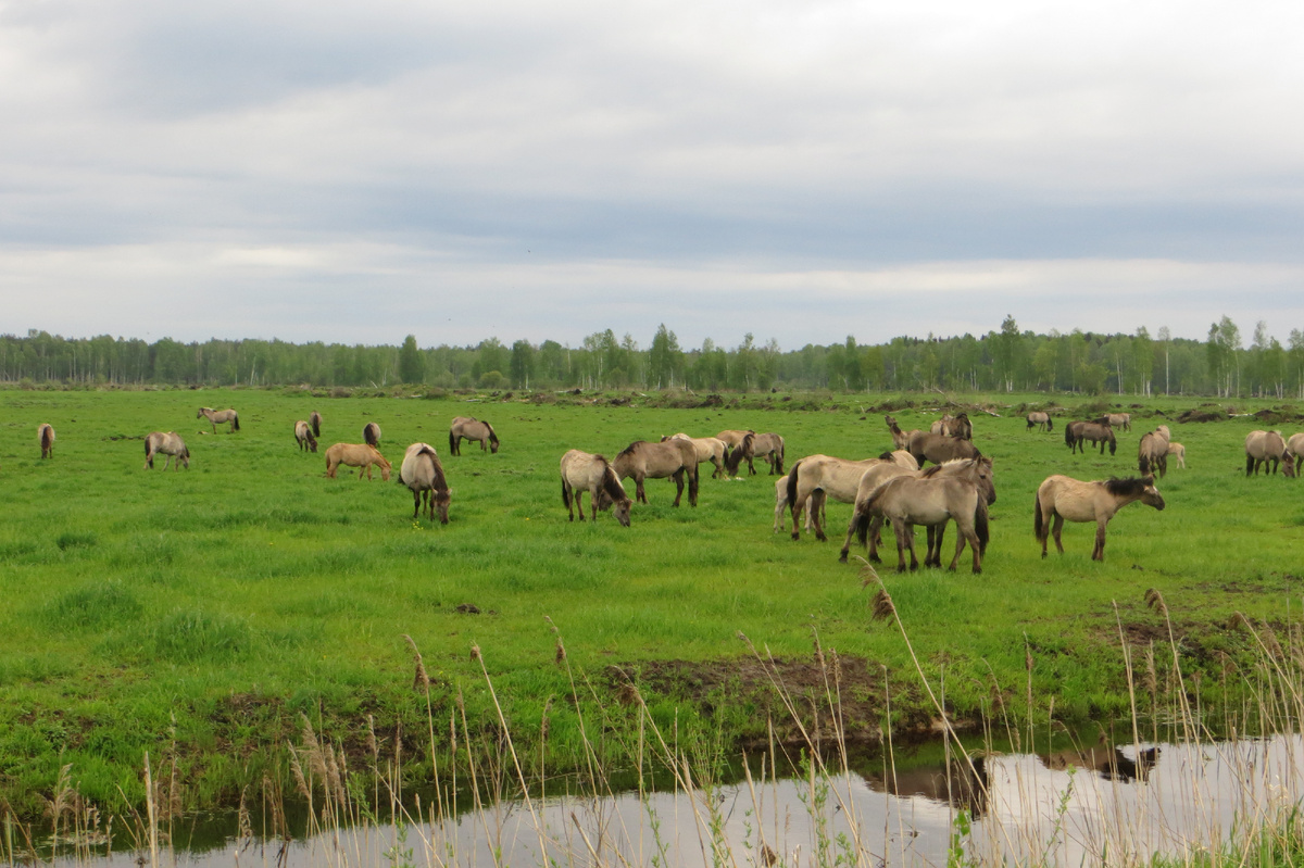 Тарпановидные лошади Республиканского ландшафтного заказника "Налибокский" (Республика Беларусь) - одичавшие лошади польской породы Konik, Автор фото: Римма Ф., источник https://commons.wikimedia.org  (лицензия Creative Commons).