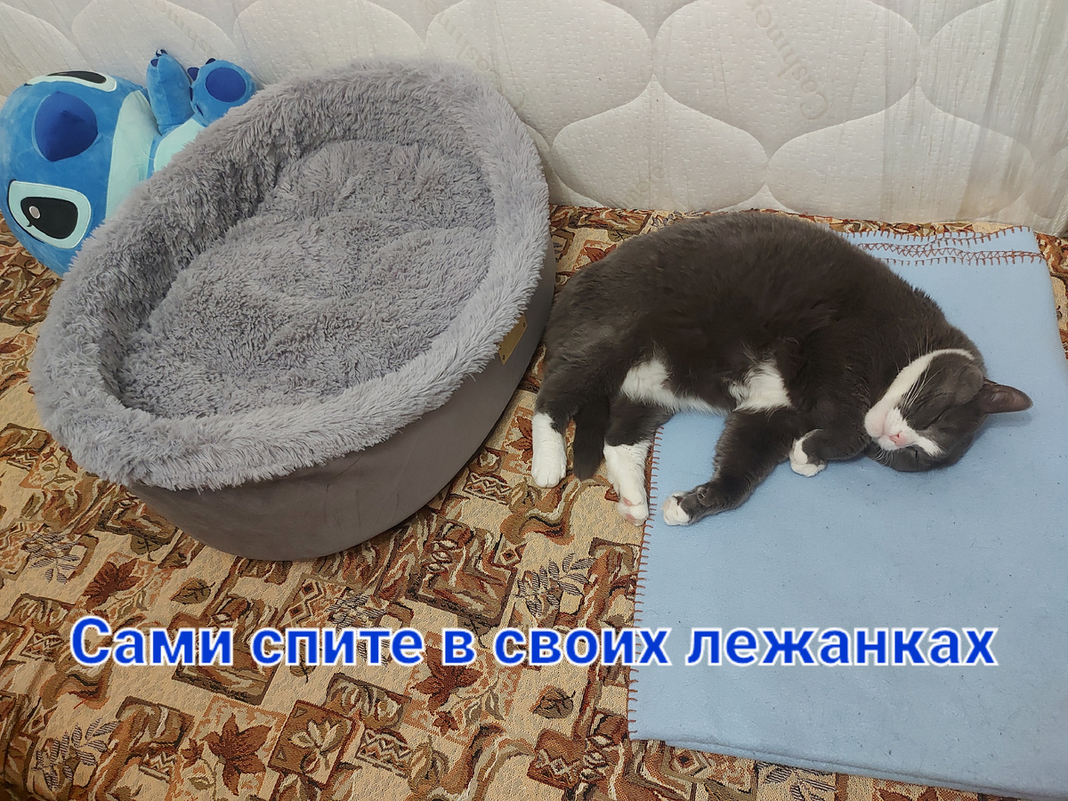 Мой котик 😻