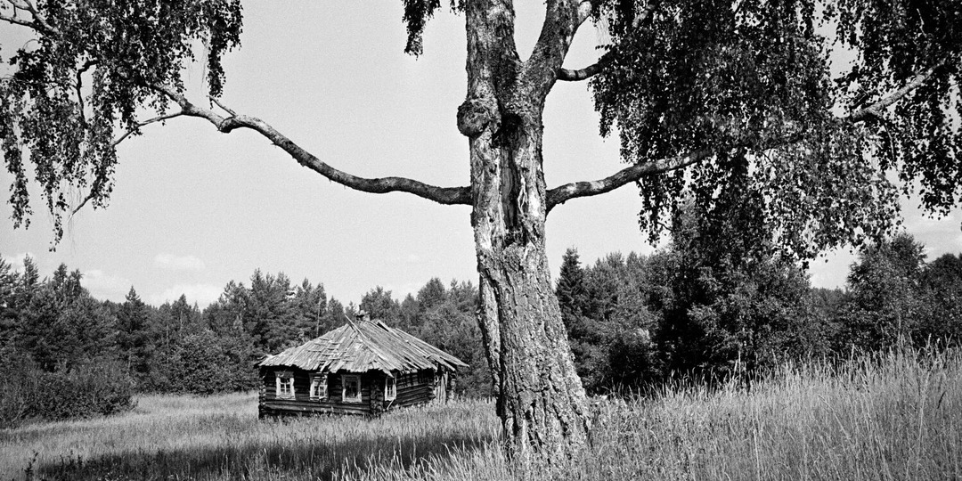 ЧЁРНЫЙ КЛЁН...