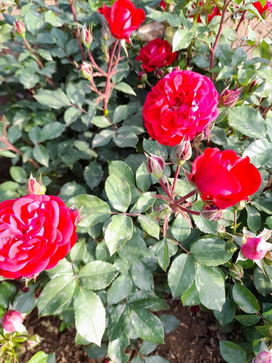 Ред Леонардо да Винчи, все фото Марии.