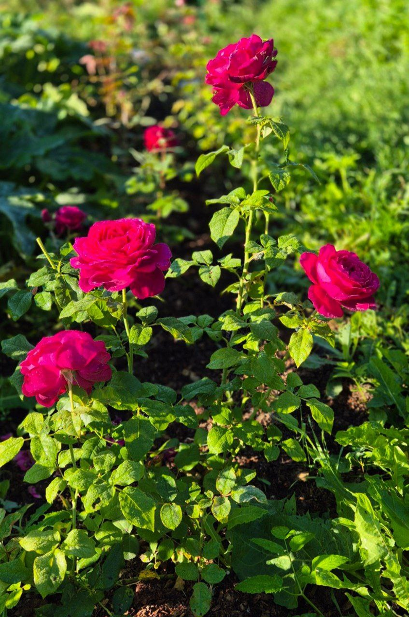  Роза Фон Гёте, первый год посадки. Фото Анны.