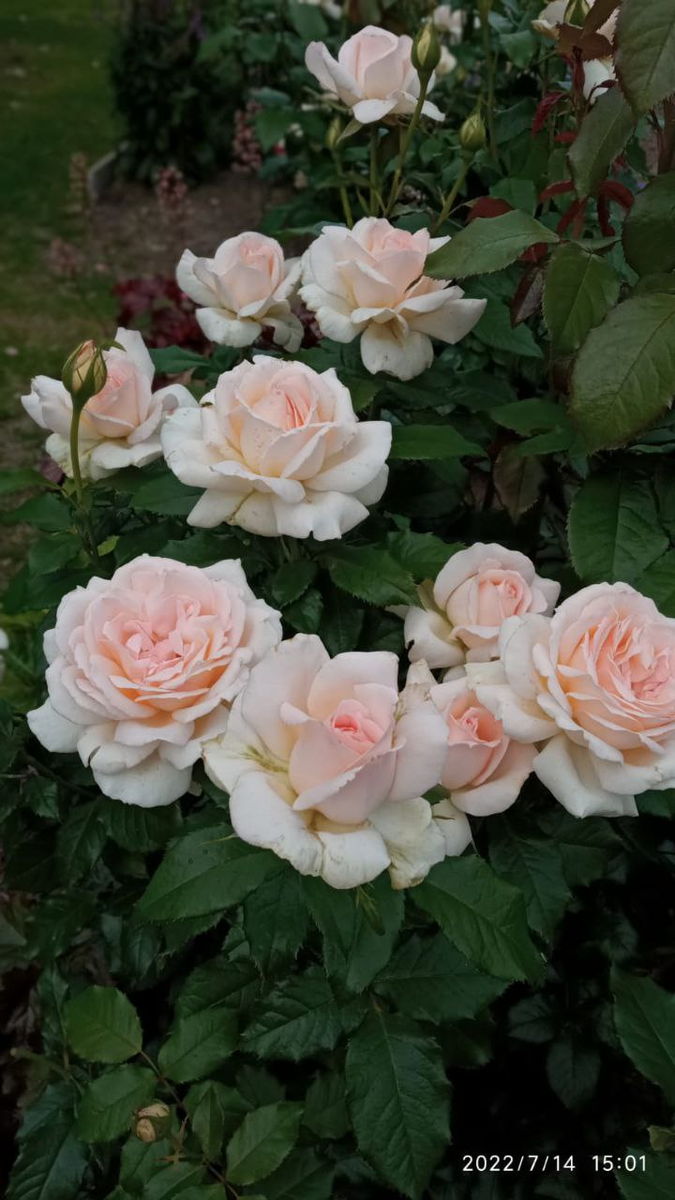 роза Чандос Бьюти