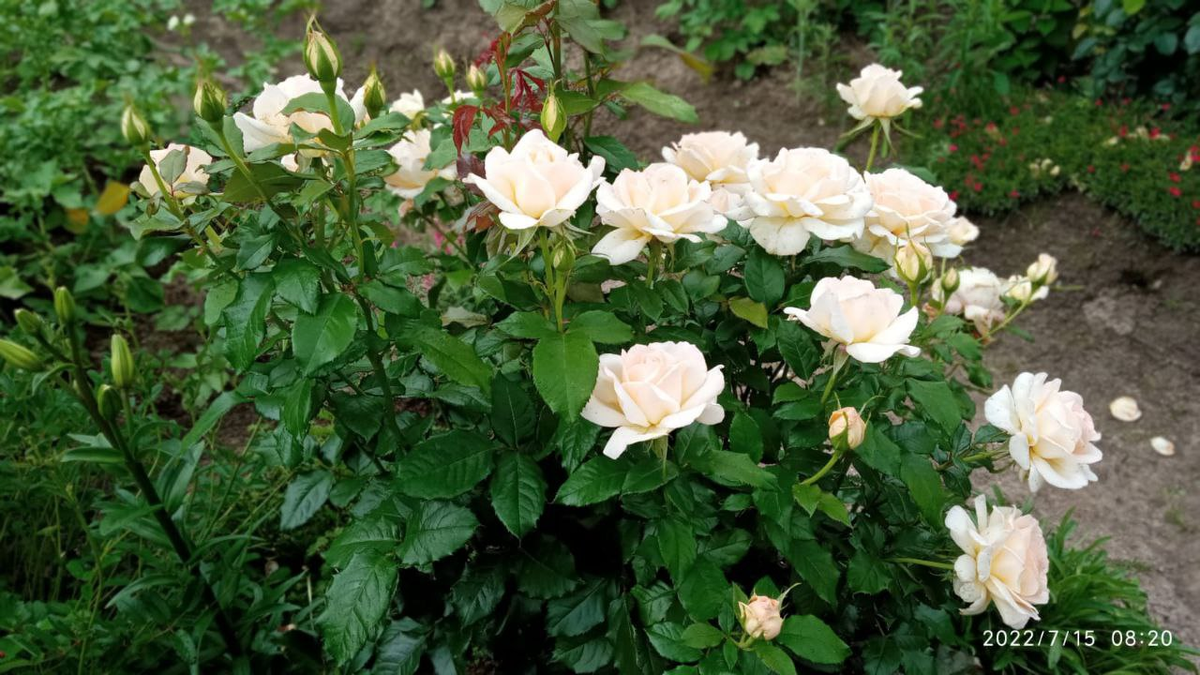 роза Чандос Бьюти