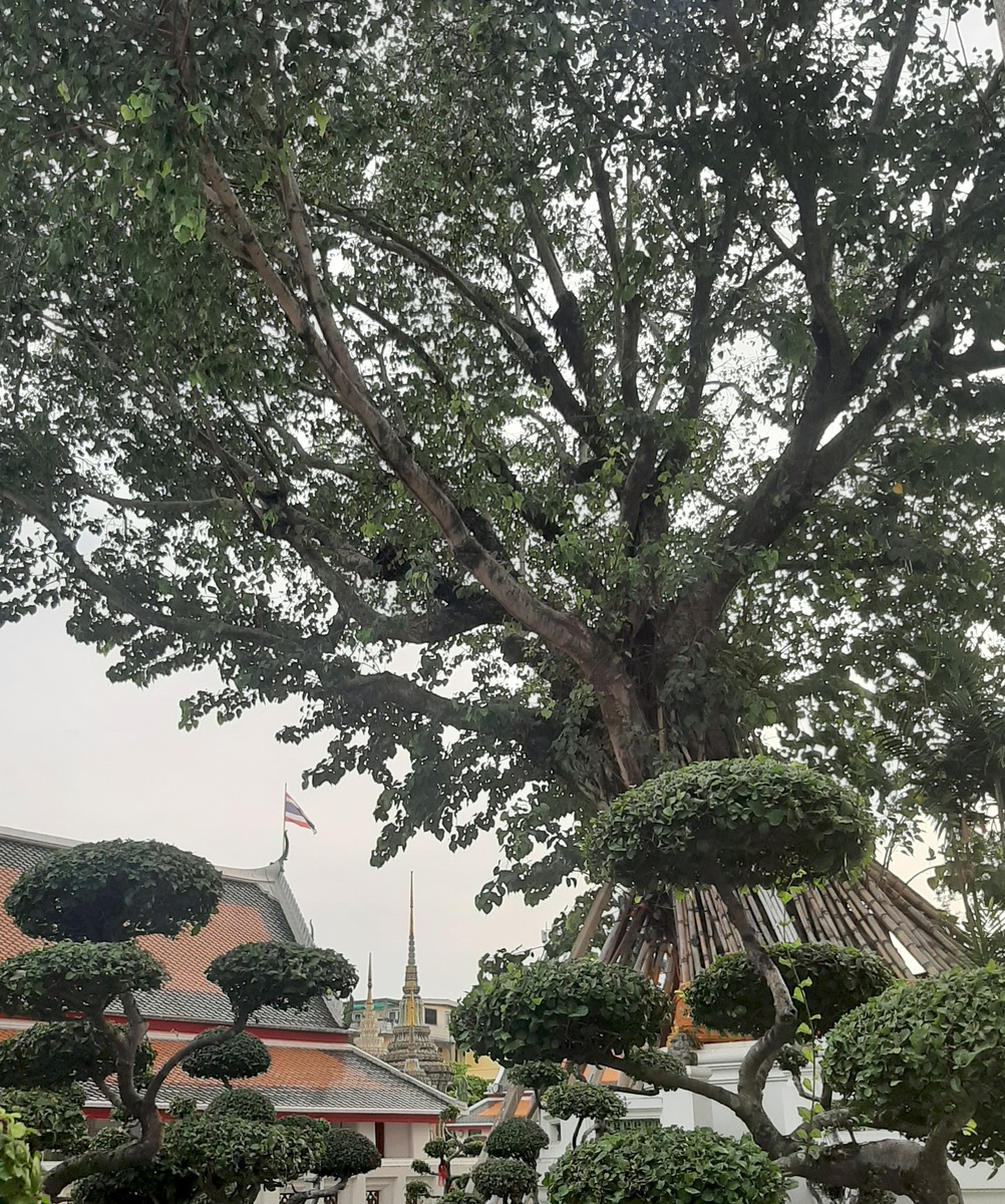 Дерево Бодхи.