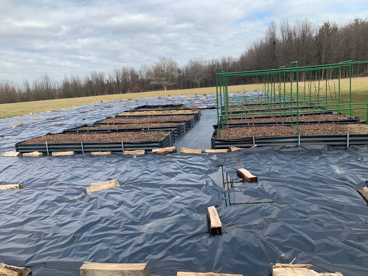 фото из чата Дачного агронома