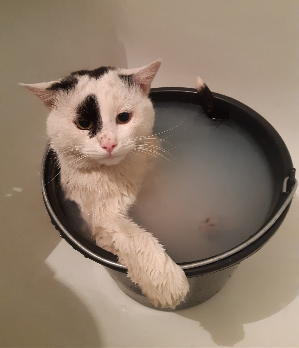 Добро! Сделаем ведро: обручи - под лавку, доски - в печь, так и не будет течь!