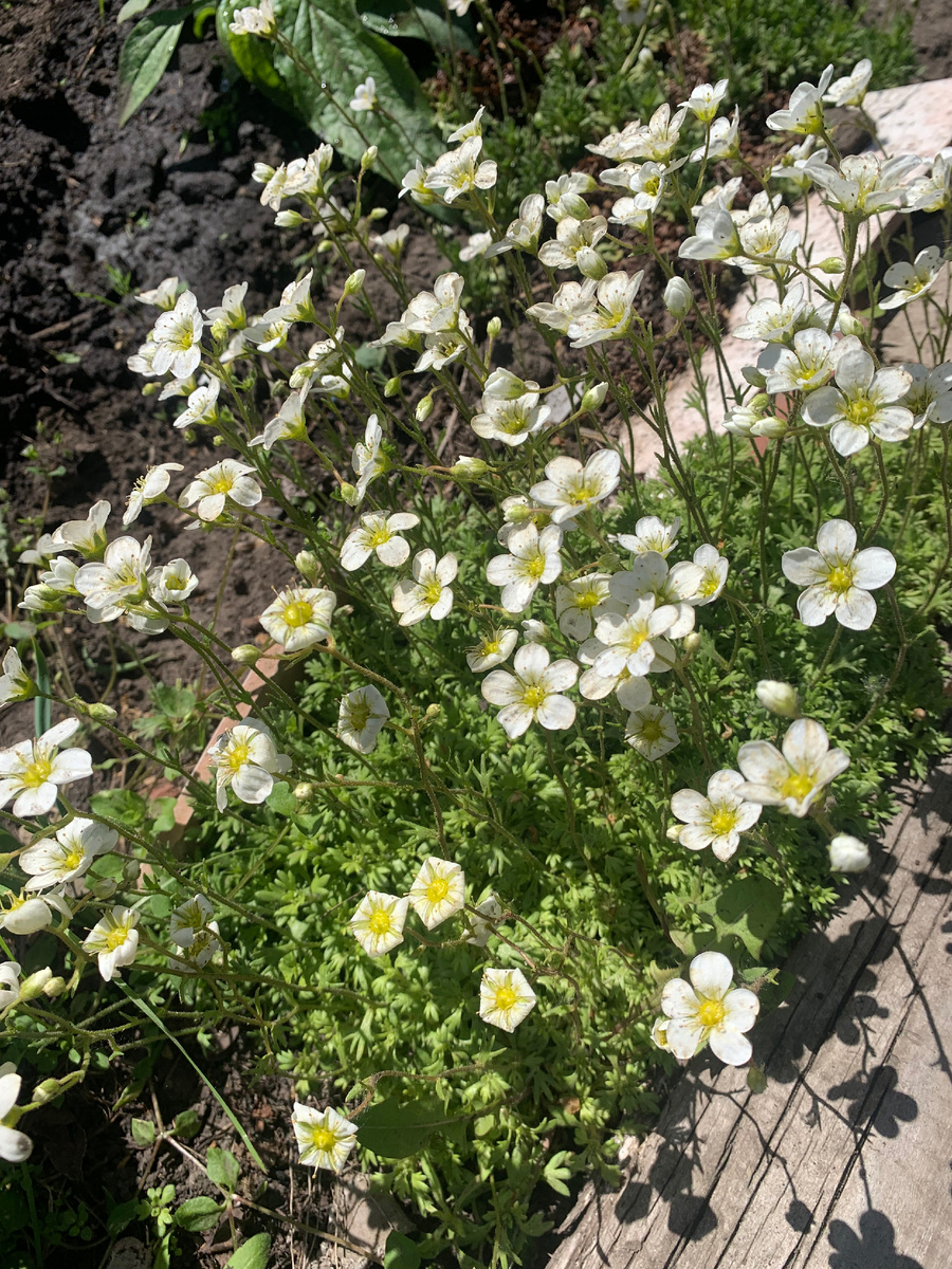 камнеломка белая