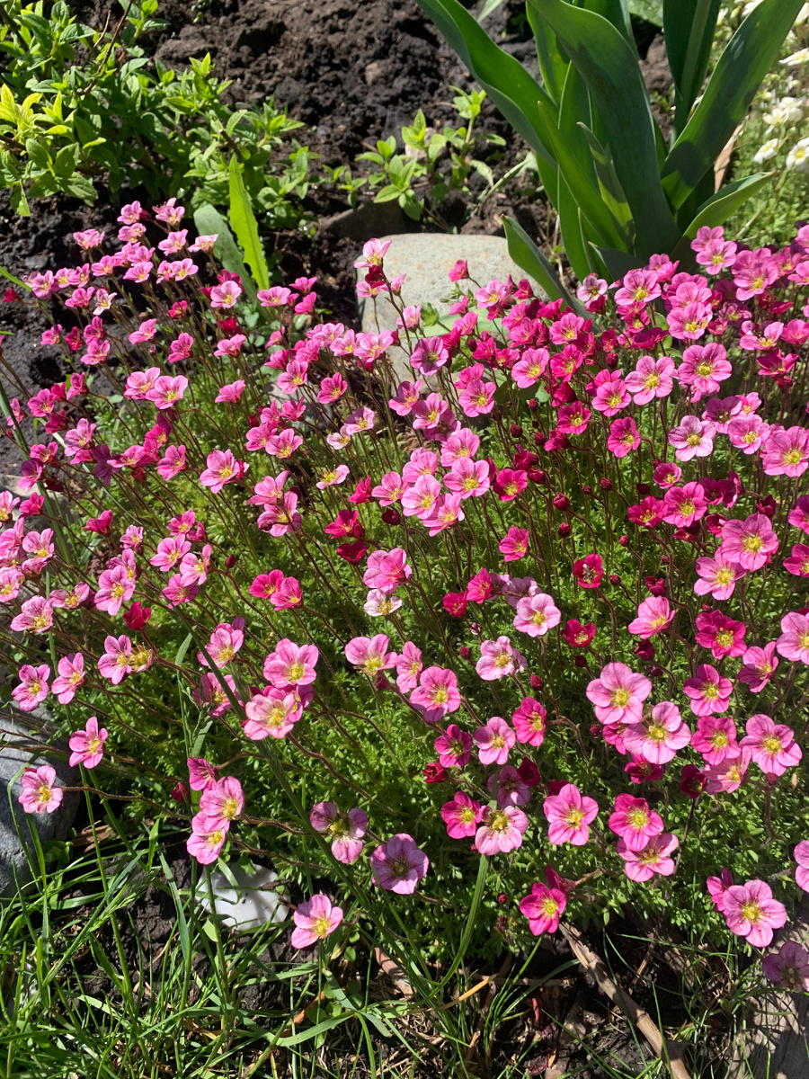 камнеломка красная, все фото автора.