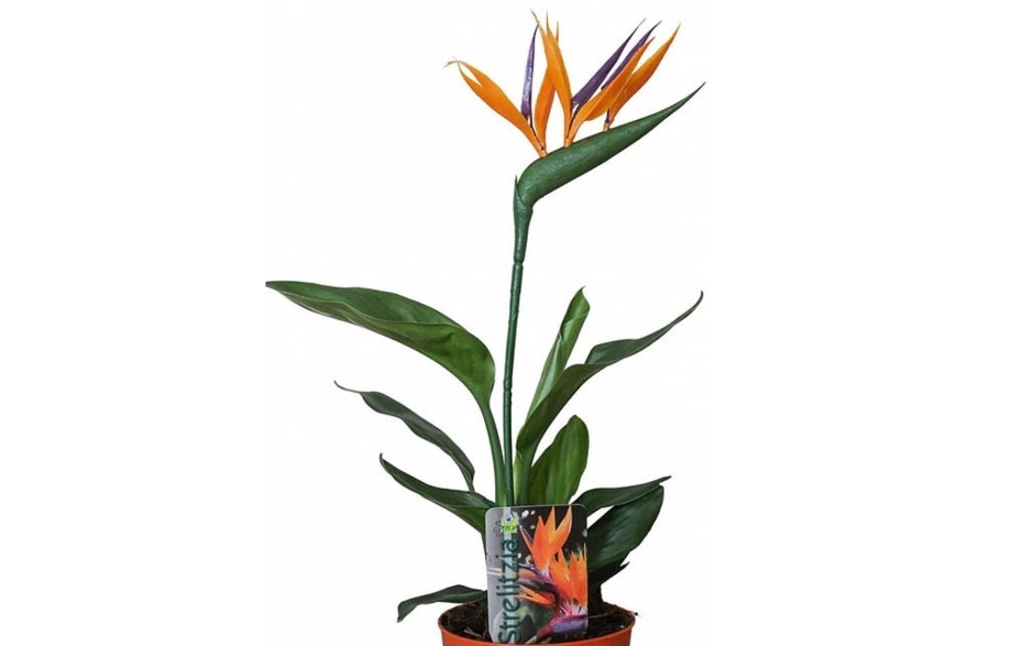 Strelitzia reginae