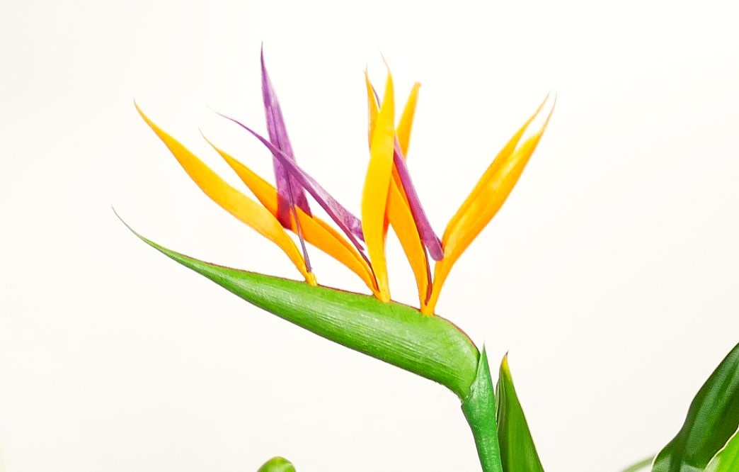 Strelitzia reginae