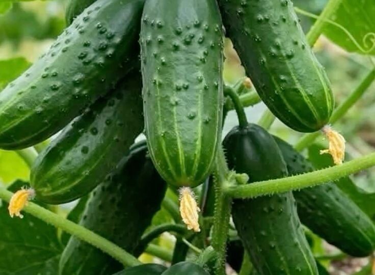 Лучшие подкормки для огурцов