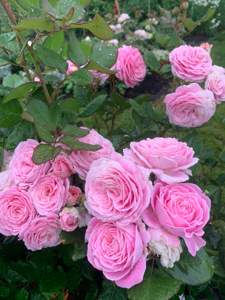 роза Графиня Мария Генриетта, все фото автора