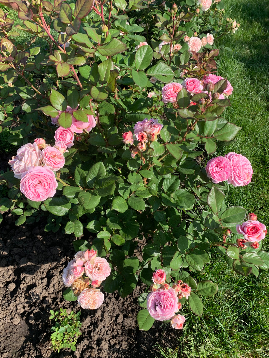 роза Графиня Мария Генриетта.