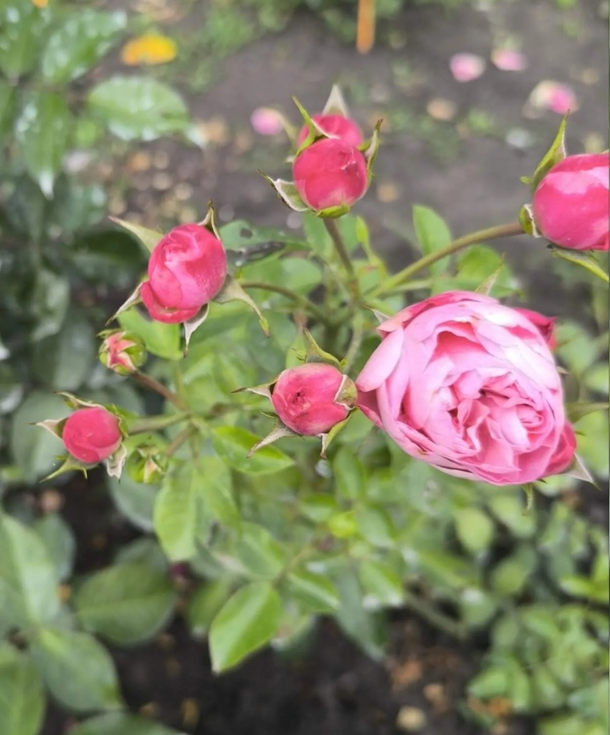 На фото Ventilo, 