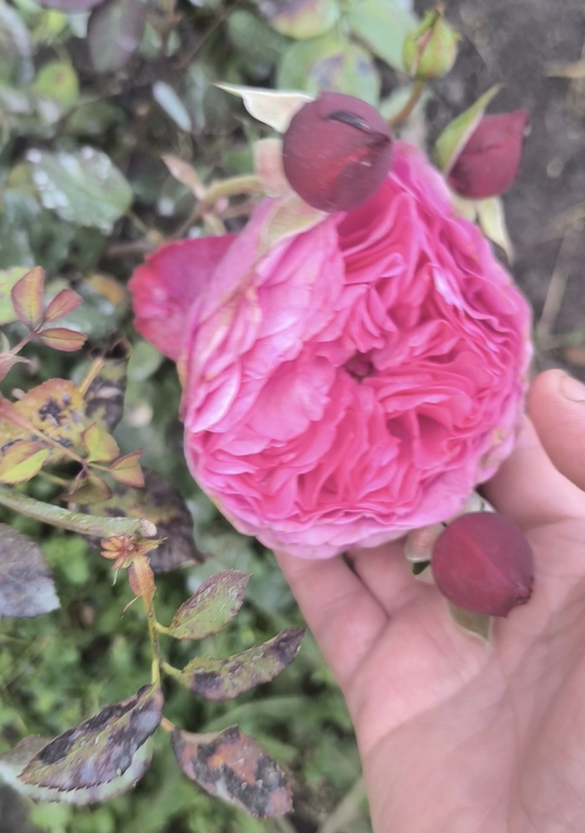 Плейфул Рококо,