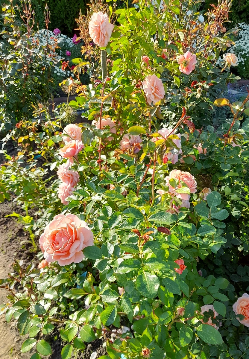 Элизабет Стюарт. Фото автора 