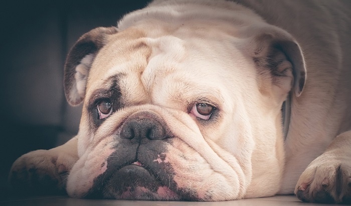    Госдума готовит обязательную маркировку питомцев: комитет дал зелёный свет законопроекту