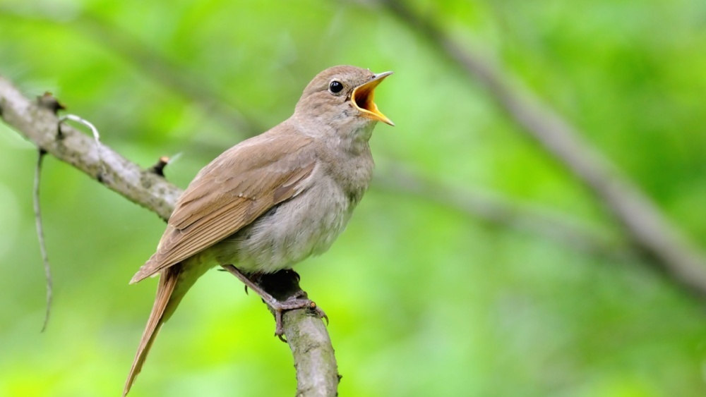     Фото: Victor Tyakht/Shutterstock/FOTODOM