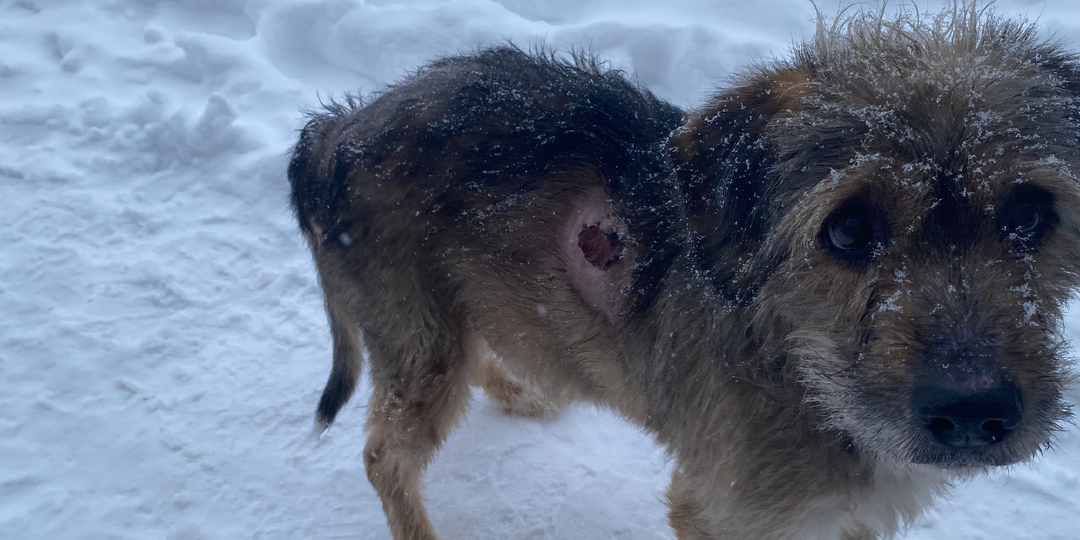 Помните выброшенного на улицу песика, который скитался около помоек?