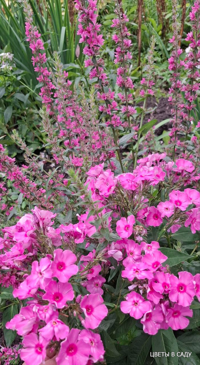 Фотография неопознанного сорта из Новосибирска на фоне дербенника (фотография Сад в Маслянино.)