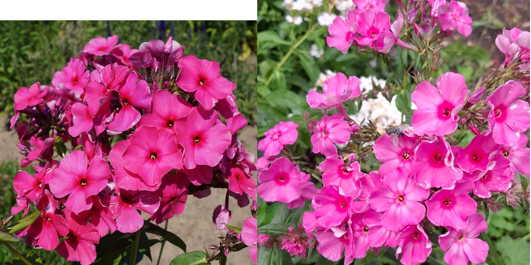 Изучаем сорта. Продолжаем поиск названия Неизвестного флокса из Новосибирска. Экспертное мнение