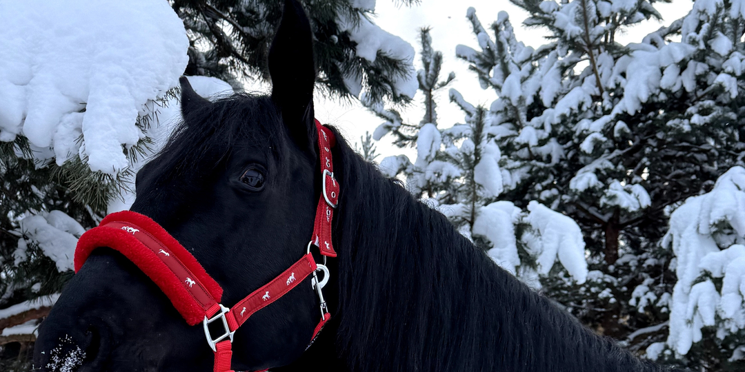 Представьте место, где каждая лошадь чувствует себя любимой и защищённой.