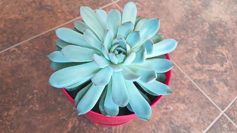 Эчеверия: мой каменный цветок, который не пил полгода