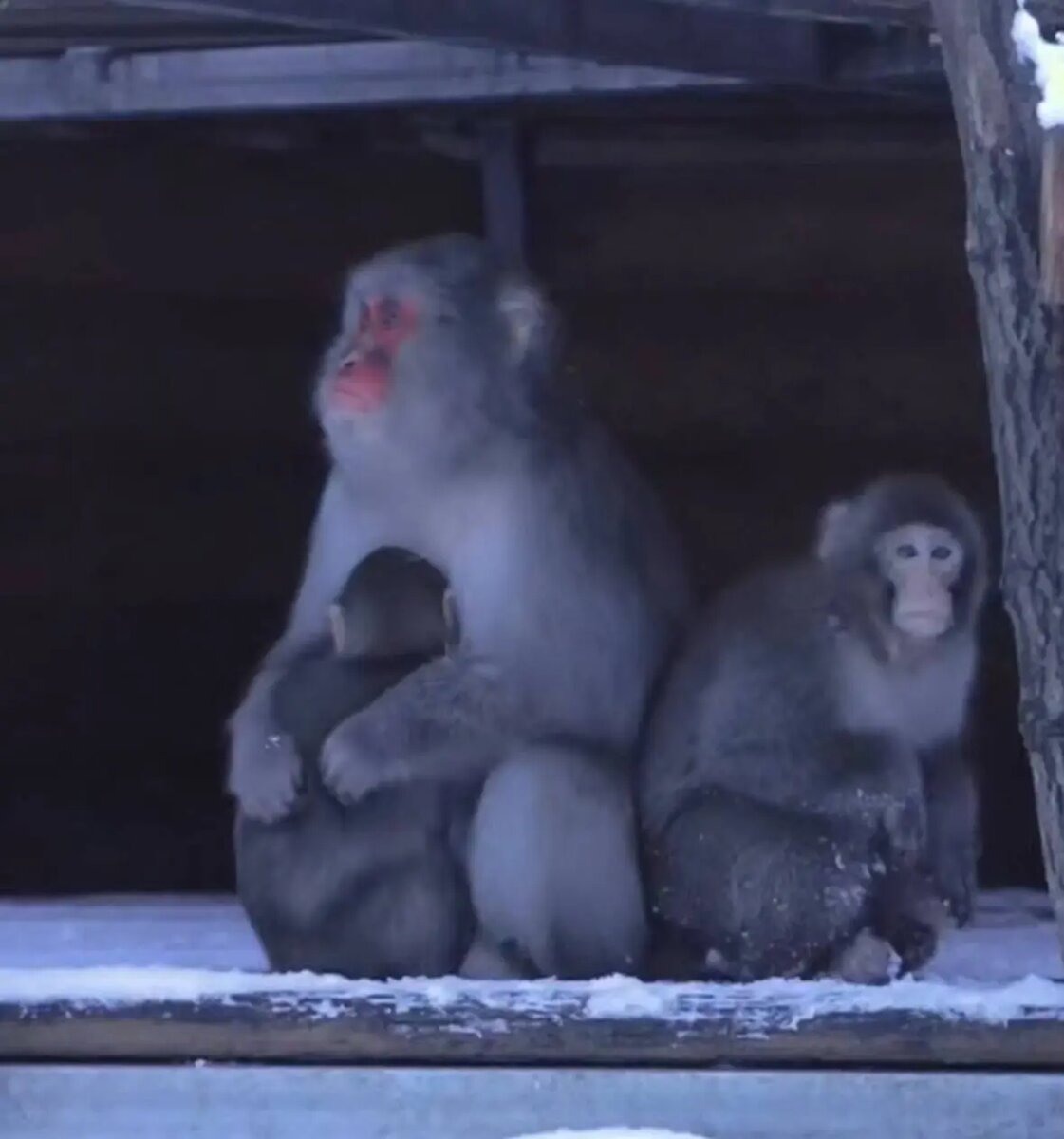    Фото: скриншот видео пресс-службы Ленинградского зоопарка