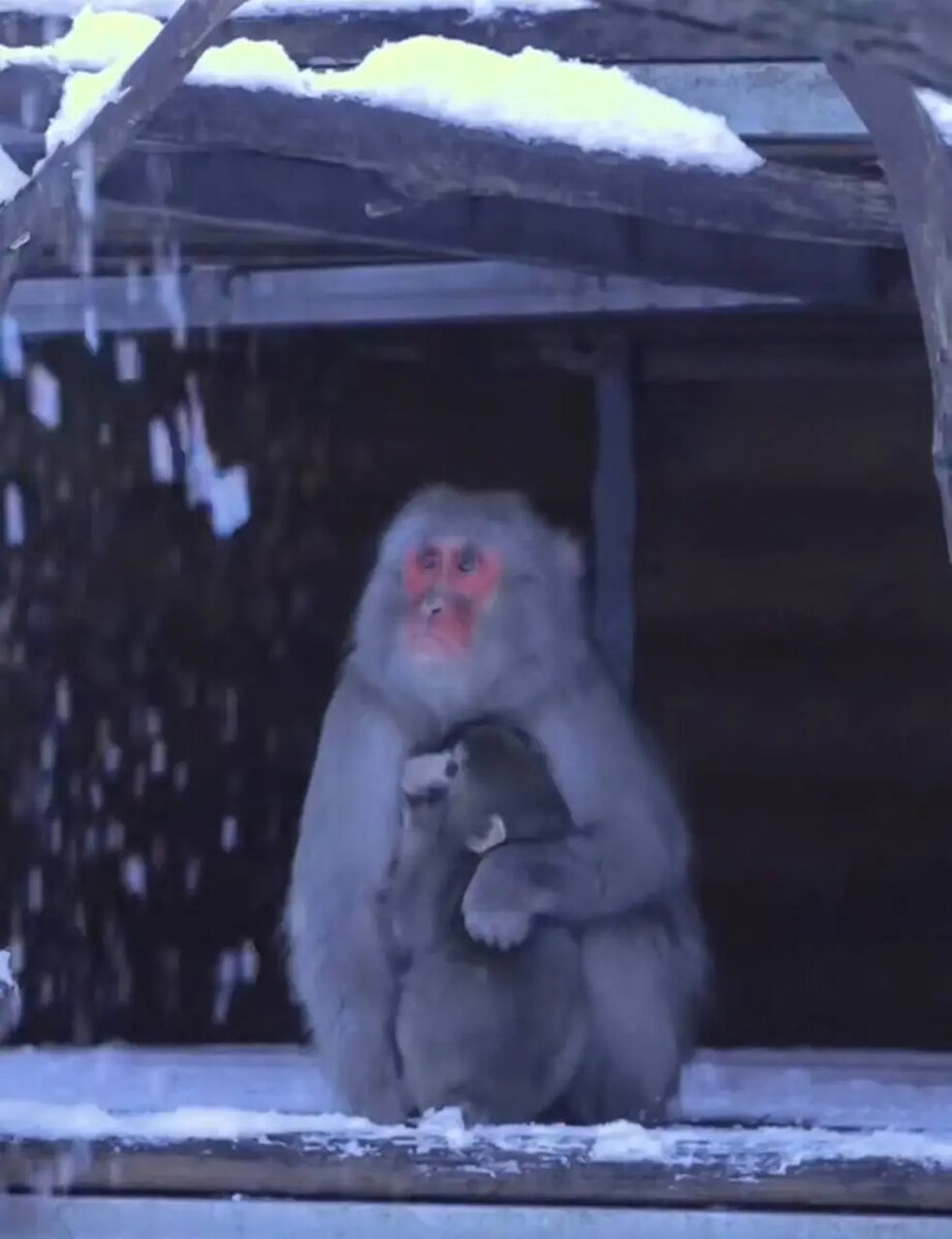    Фото: скриншот видео пресс-службы Ленинградского зоопарка