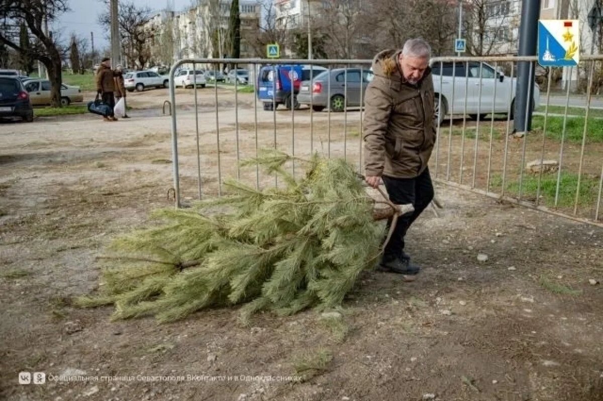    В Севастополе открыли 10 точек, где принимают елки на переработку