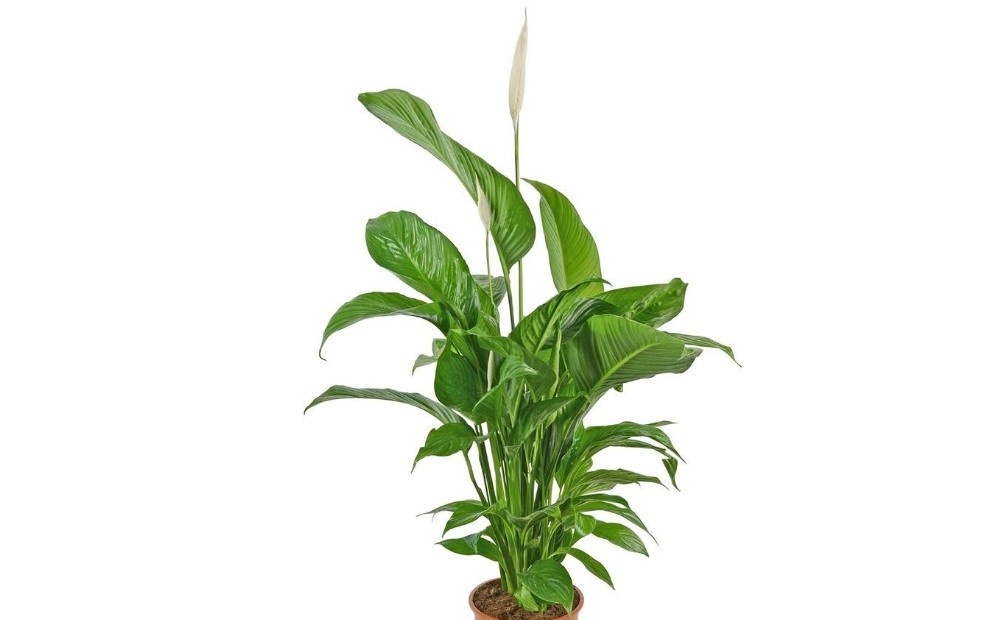 Spathiphyllum Sensation