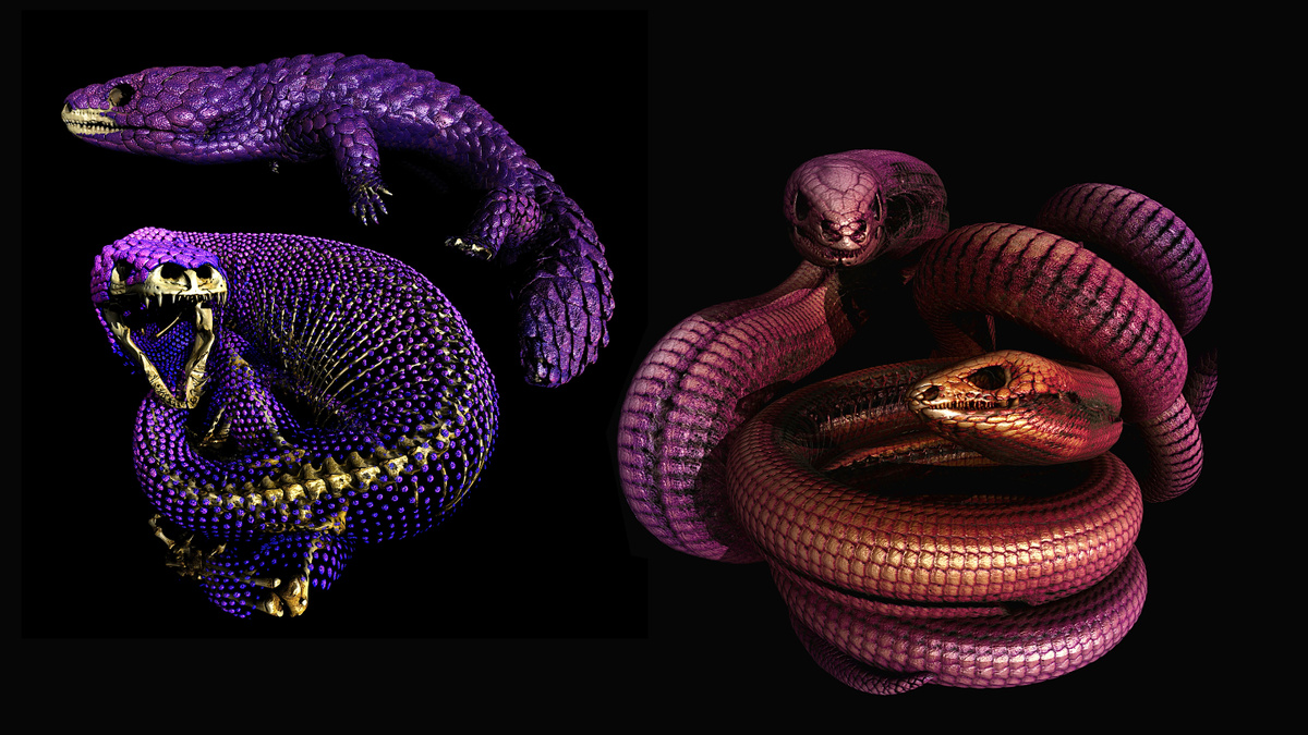     Фото: Museums Victoria Палеонтологи узнали об уникальном развитии остеодерм — костных пластин в коже рептилий