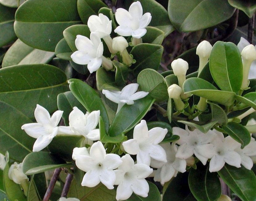 Stephanotis floribunda syn. S. jasminoides