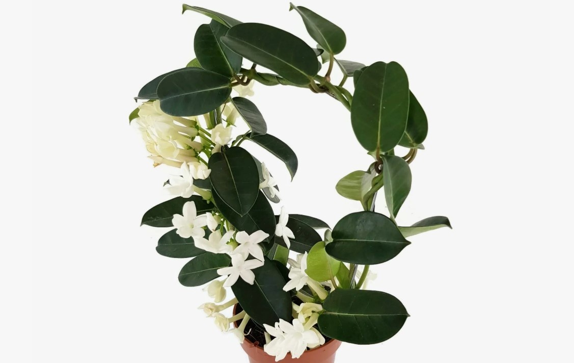 Stephanotis floribunda