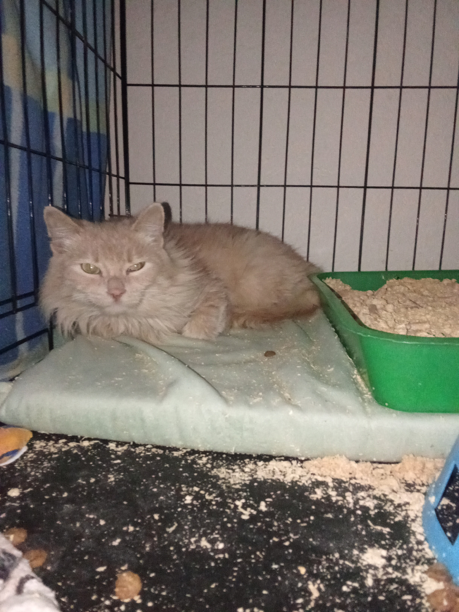 Рыжий котик. Персик.