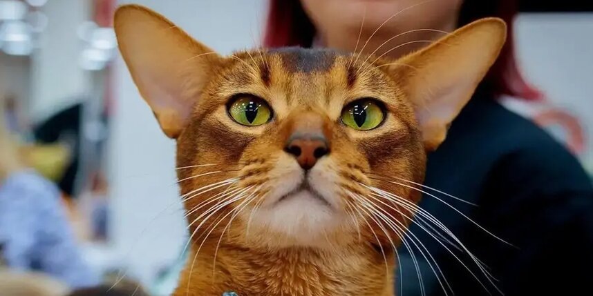    Очаровательная мордашка запомнилась на каждой мировой выставке.Из личного архива