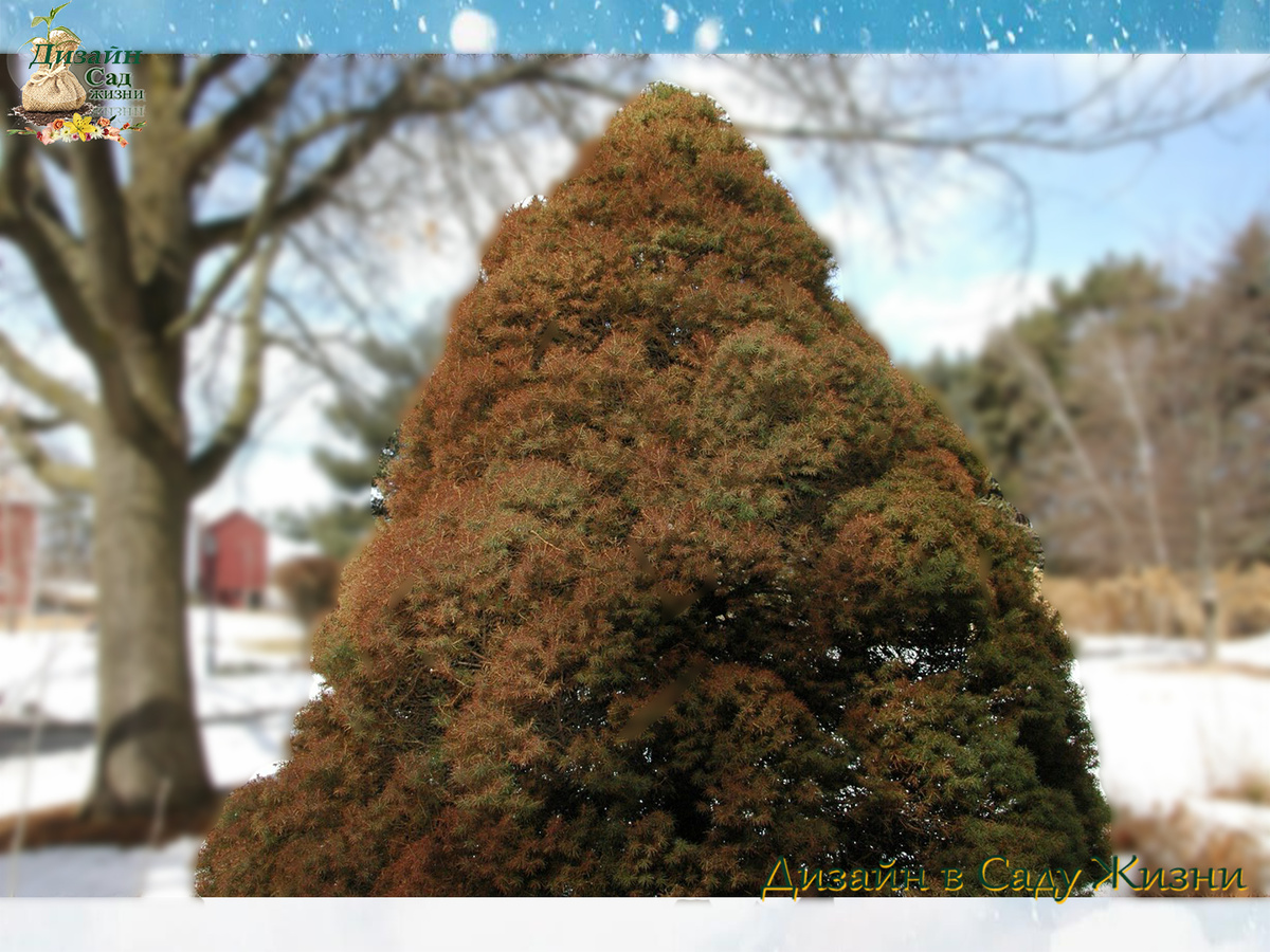 Зимнее солнце может высушить хвою даже без сильных морозов