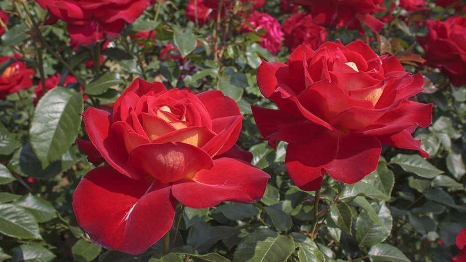 Фото MEILLAND International