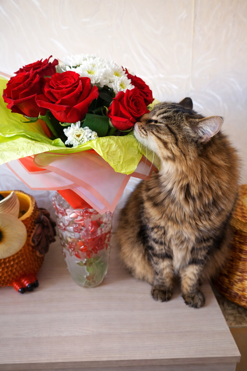 Новые цветы в вазе? Надо разведать, что это и почему. Я не буду их ронять, мне просто интересно, что это. Не ругайте меня за это. Я понюхаю и пойду по своим делам. Но если вы меня отгоните, то я вернусь сюда и попробую это дело уже на зуб. 