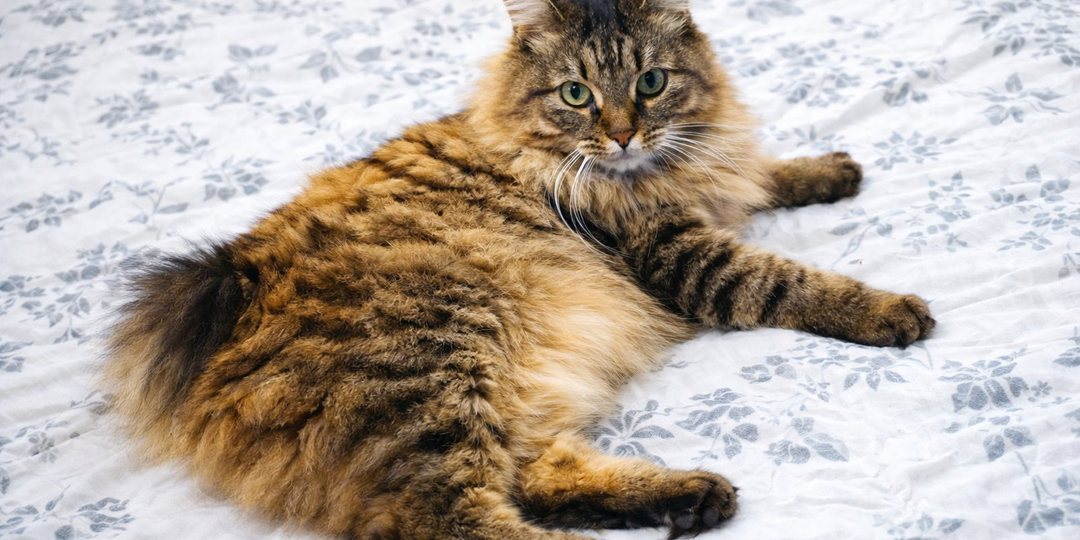 "Я всегда зря ругал кошку за то, что она ложится на свежепостиранные вещи". Рассказываю, зачем она так делает.