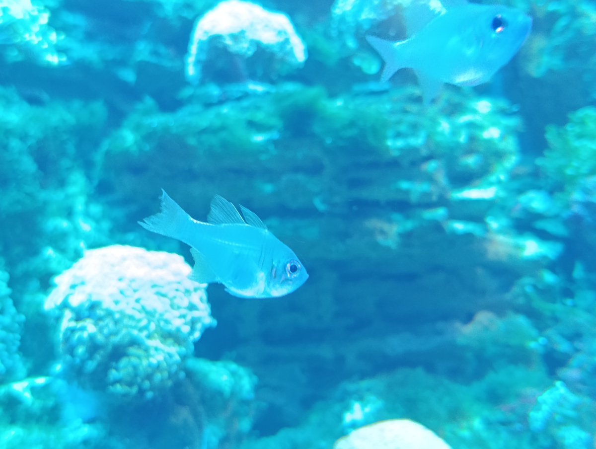 Синеглазый апогон (Apogon leptacanthus). Изящная рыба с красивыми ярко-синими глазами. 