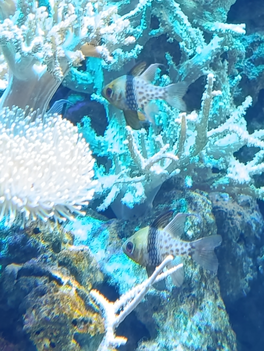 Сферомия пятнистая, или апогон-бабочка (Sphaeramia orbicularis). 